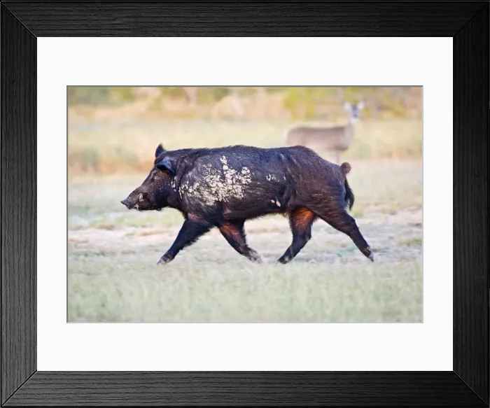 Framed Print : DDE-90037254 Framed Print : DDE-90037254