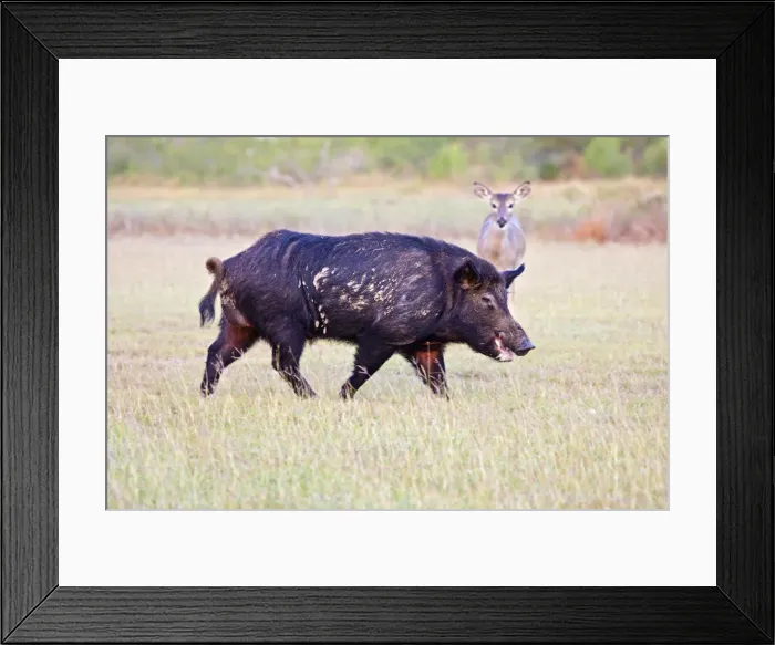 Framed Print : DDE-90037255 Framed Print : DDE-90037255