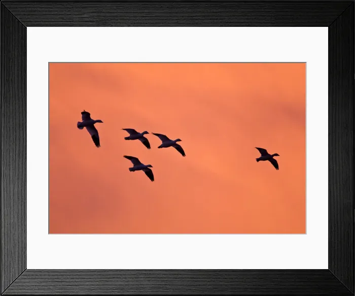 Framed Print : DDE-90037256 Framed Print : DDE-90037256