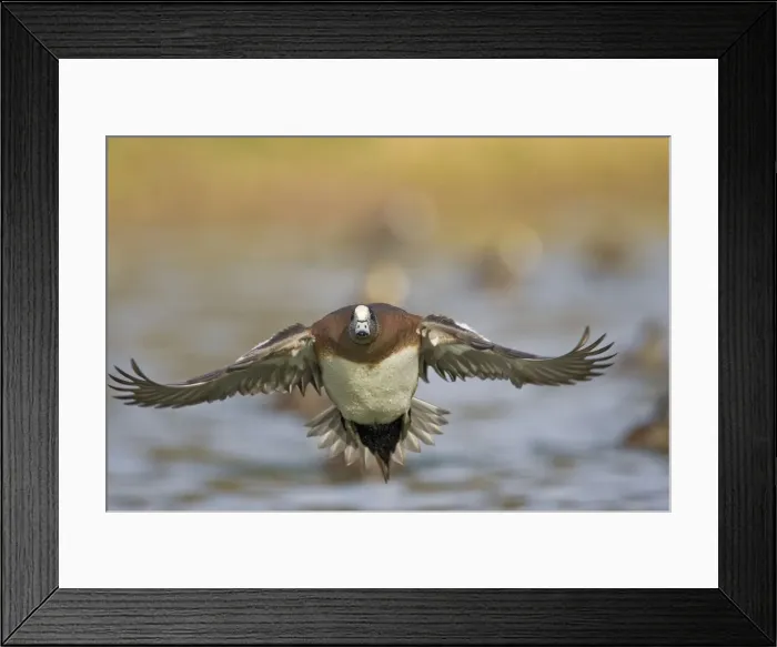 Framed Print : DDE-90037257 Framed Print : DDE-90037257