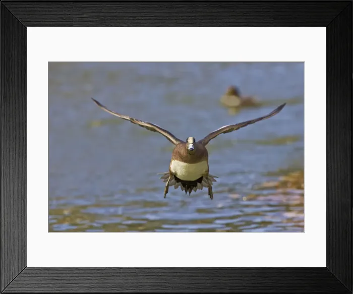 Framed Print : DDE-90037258 Framed Print : DDE-90037258