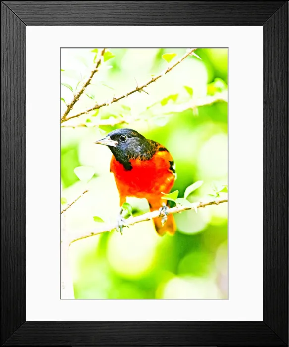 Framed Print : DDE-90037259 Framed Print : DDE-90037259