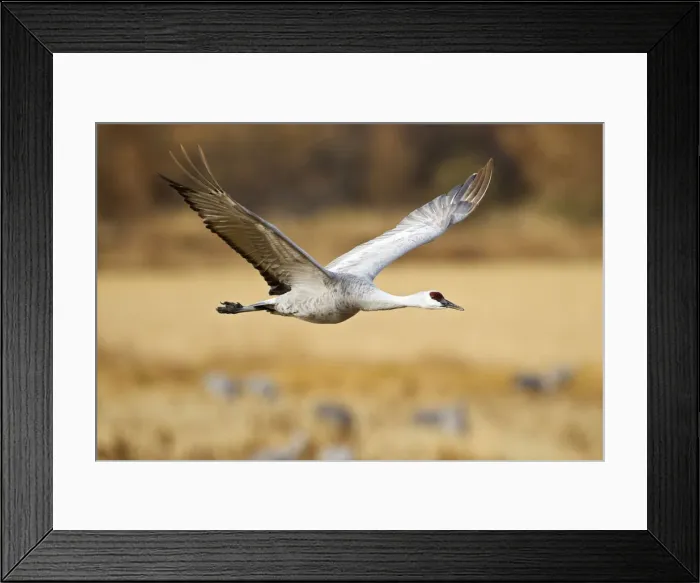 Framed Print : DDE-90037262