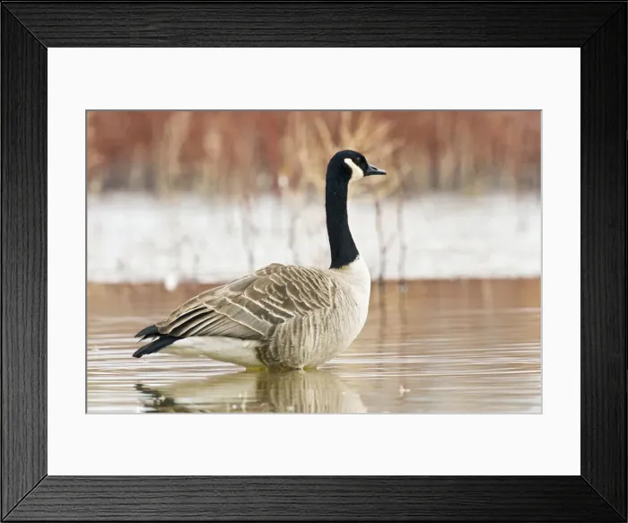 Framed Print : DDE-90037261 Framed Print : DDE-90037261