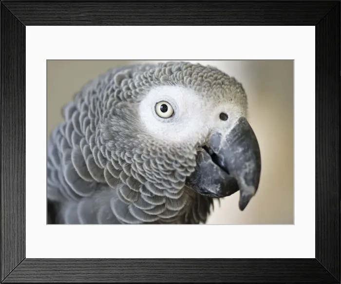 Framed Print : DDE-90037266