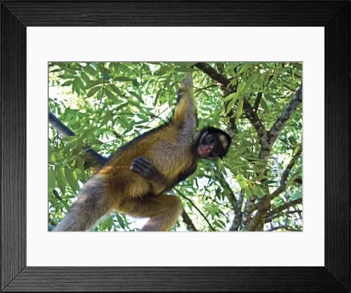 Framed Print : DDE-90037269 Framed Print : DDE-90037269
