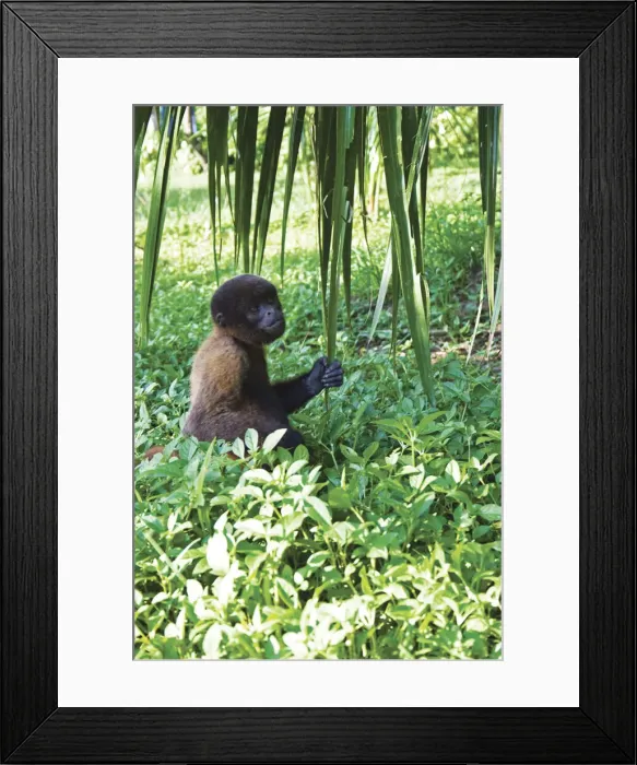 Framed Print : DDE-90037270 Framed Print : DDE-90037270