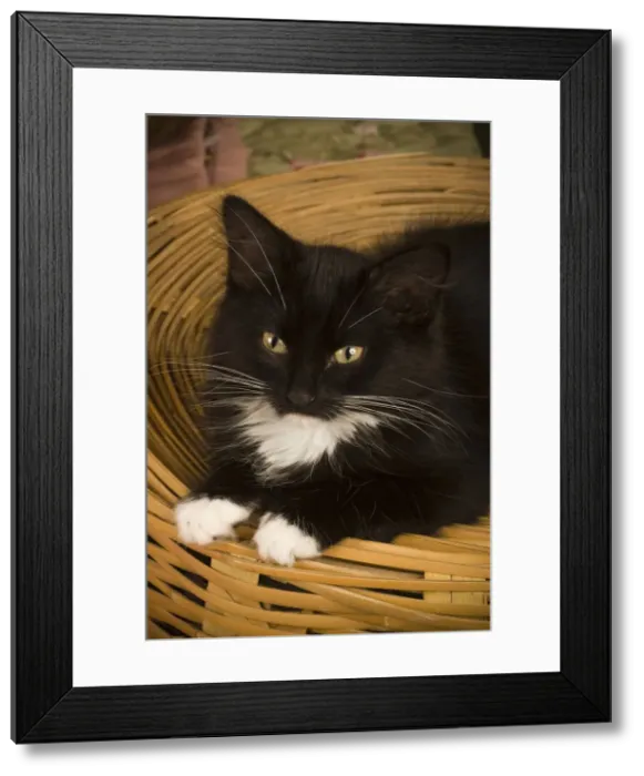 Framed Print : DDE-90037271 Framed Print : DDE-90037271
