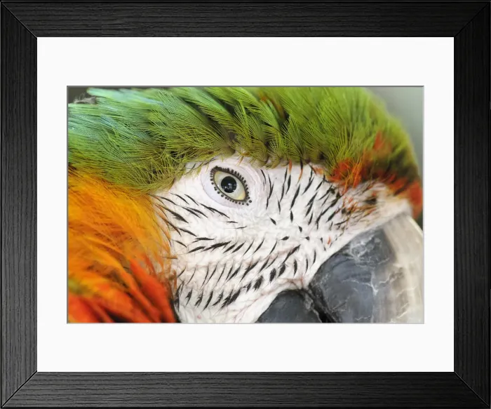 Framed Print : DDE-90037268 Framed Print : DDE-90037268