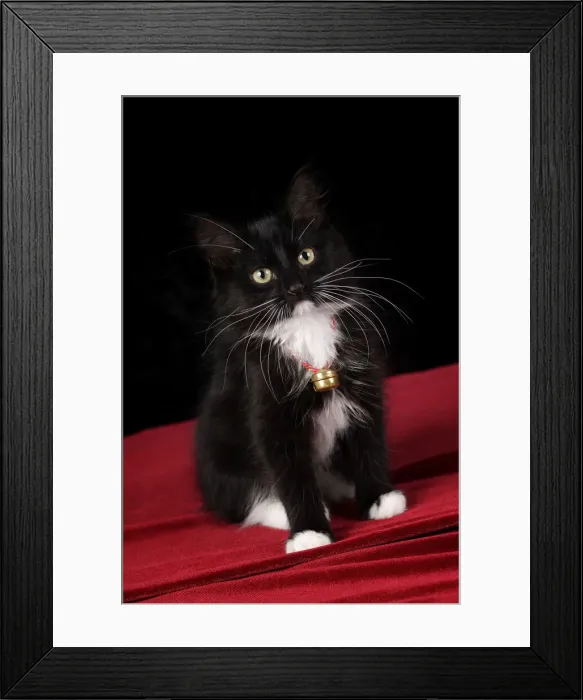 Framed Print : DDE-90037272 Framed Print : DDE-90037272