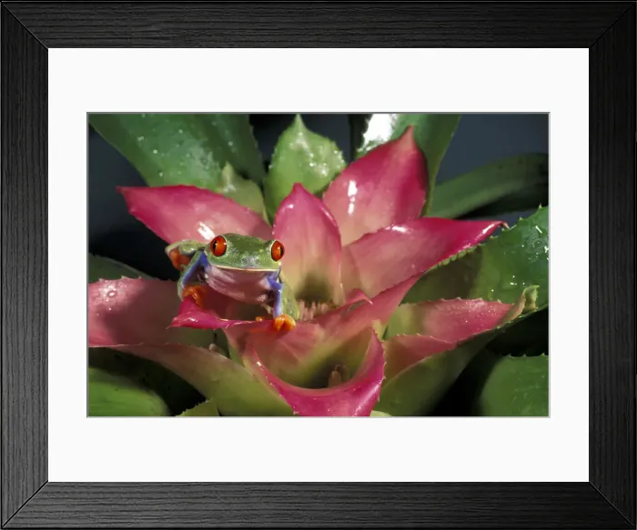 Framed Print : DDE-90037274 Framed Print : DDE-90037274