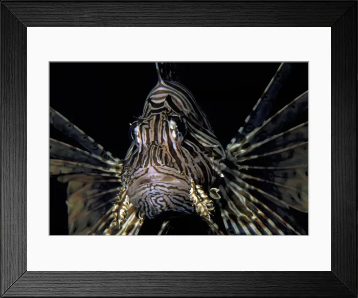 Framed Print : DDE-90037275