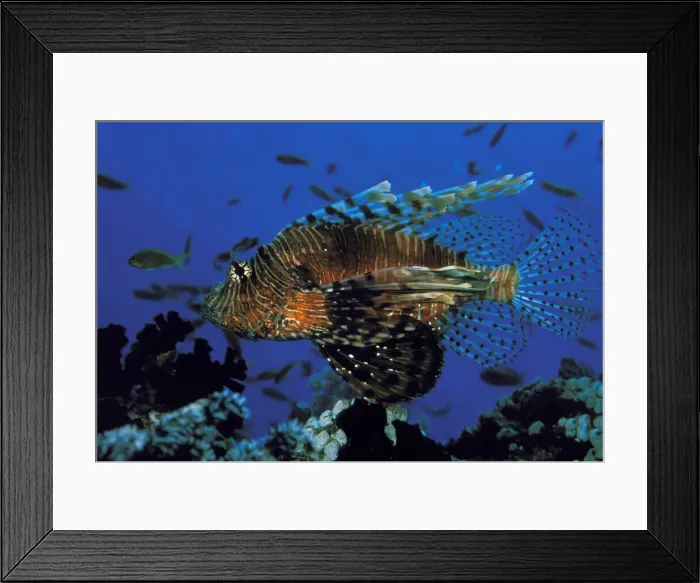 Framed Print : DDE-90037276 Framed Print : DDE-90037276