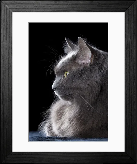 Framed Print : DDE-90037273 Framed Print : DDE-90037273