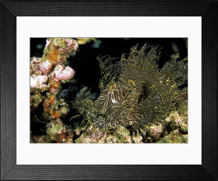 Framed Print : DDE-90037278