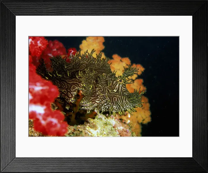 Framed Print : DDE-90037277 Framed Print : DDE-90037277