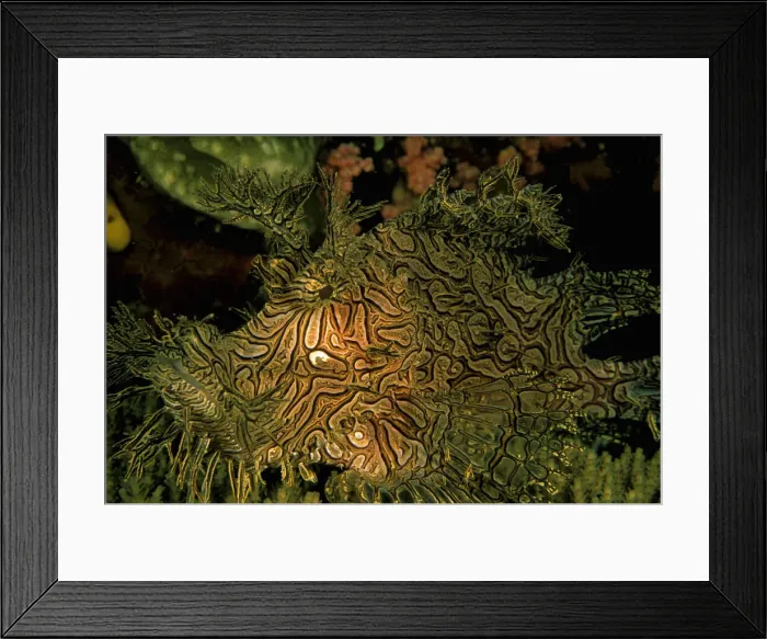 Framed Print : DDE-90037279 Framed Print : DDE-90037279