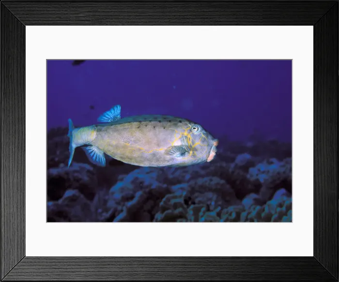 Framed Print : DDE-90037281 Framed Print : DDE-90037281