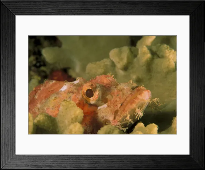 Framed Print : DDE-90037280