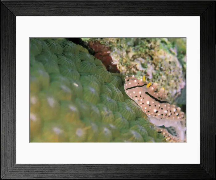 Framed Print : DDE-90037282 Framed Print : DDE-90037282