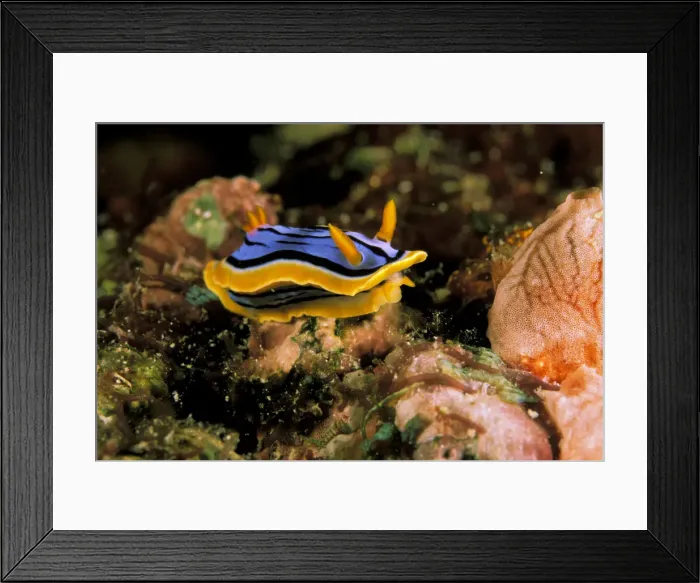 Framed Print : DDE-90037283 Framed Print : DDE-90037283