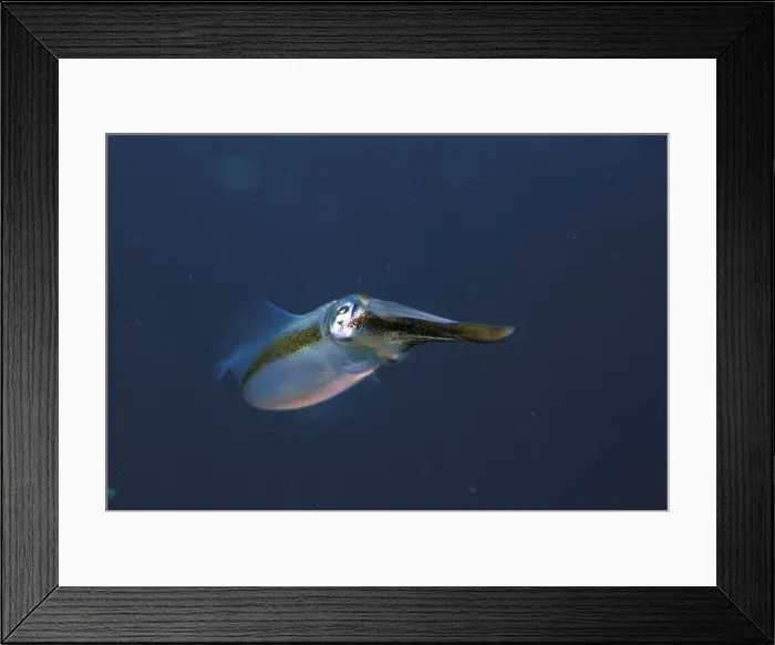 Framed Print : DDE-90037285 Framed Print : DDE-90037285