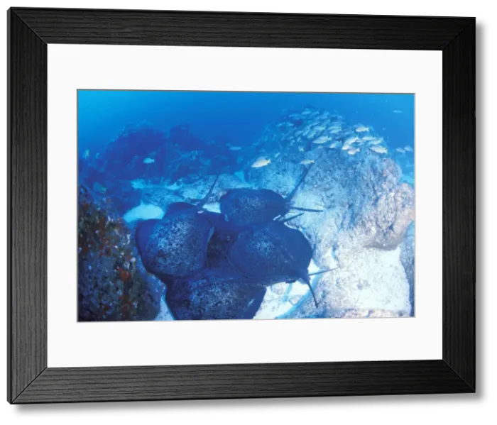 Framed Print : DDE-90037286 Framed Print : DDE-90037286