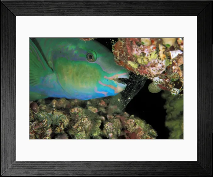 Framed Print : DDE-90037284 Framed Print : DDE-90037284