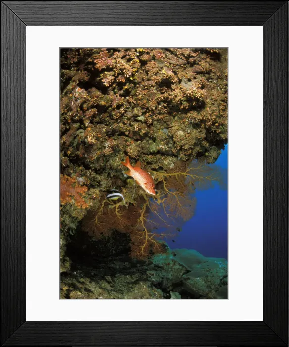 Framed Print : DDE-90037287 Framed Print : DDE-90037287