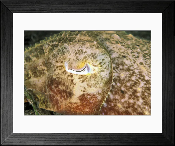 Framed Print : DDE-90037288 Framed Print : DDE-90037288