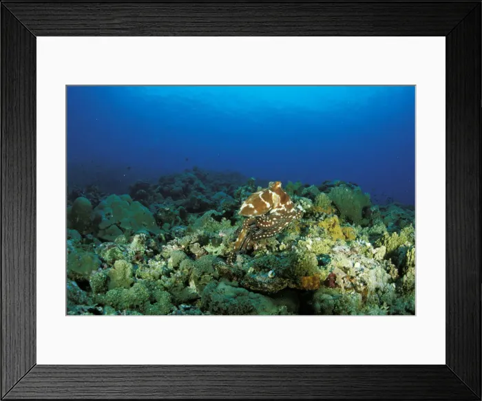 Framed Print : DDE-90037290 Framed Print : DDE-90037290