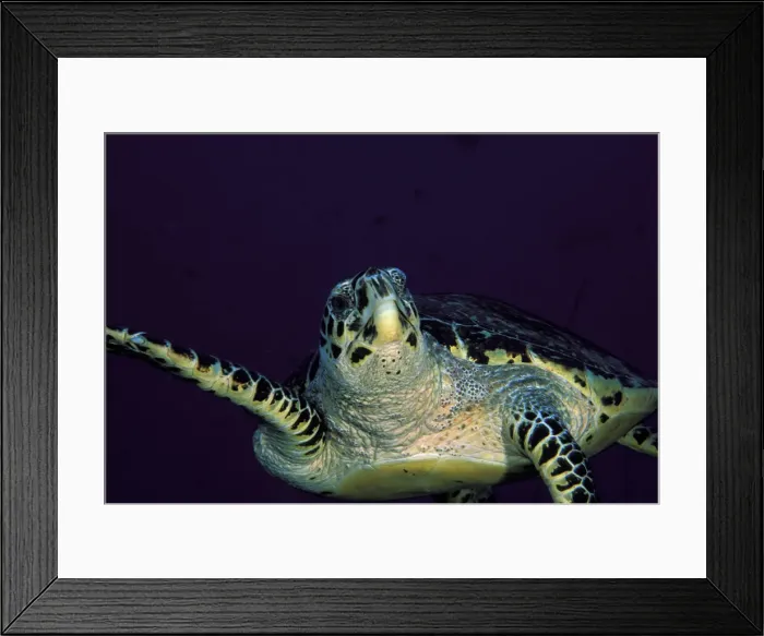 Framed Print : DDE-90037289