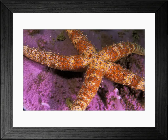 Framed Print : DDE-90037291 Framed Print : DDE-90037291