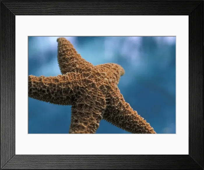Framed Print : DDE-90037293 Framed Print : DDE-90037293