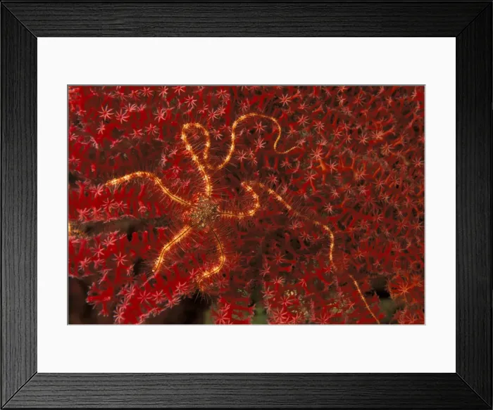Framed Print : DDE-90037292 Framed Print : DDE-90037292