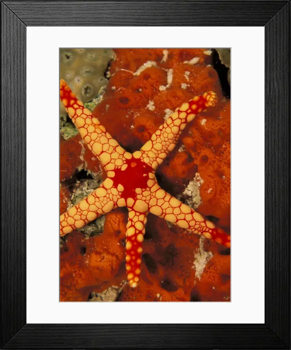 Framed Print : DDE-90037294