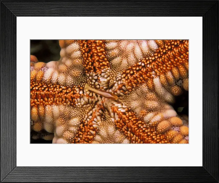 Framed Print : DDE-90037295 Framed Print : DDE-90037295