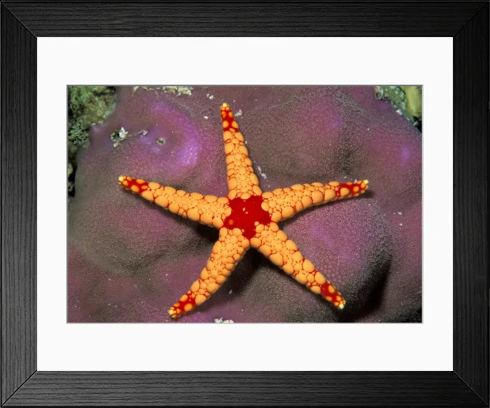 Framed Print : DDE-90037296