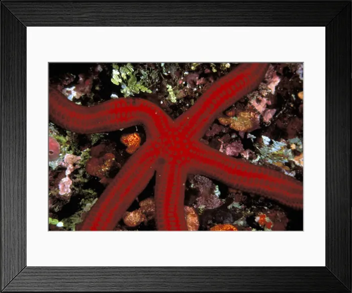 Framed Print : DDE-90037297 Framed Print : DDE-90037297