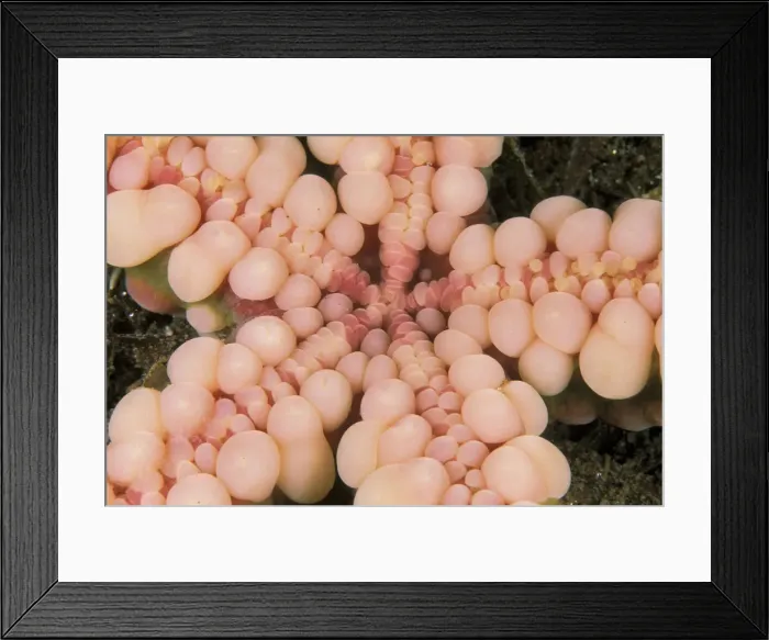 Framed Print : DDE-90037299 Framed Print : DDE-90037299