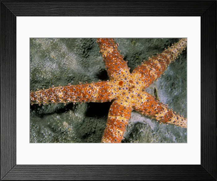 Framed Print : DDE-90037298