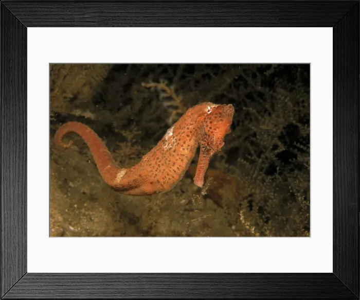 Framed Print : DDE-90037301 Framed Print : DDE-90037301