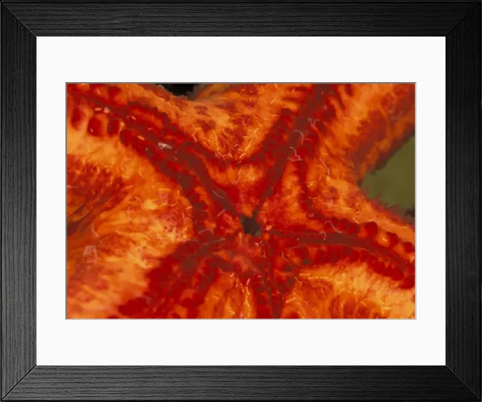Framed Print : DDE-90037300 Framed Print : DDE-90037300