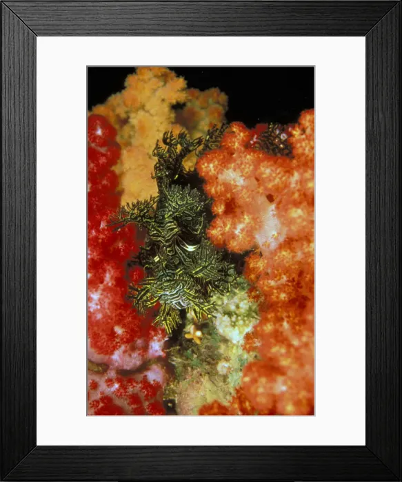 Framed Print : DDE-90037302 Framed Print : DDE-90037302