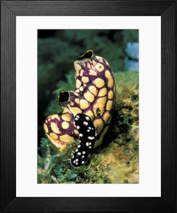 Framed Print : DDE-90037304 Framed Print : DDE-90037304