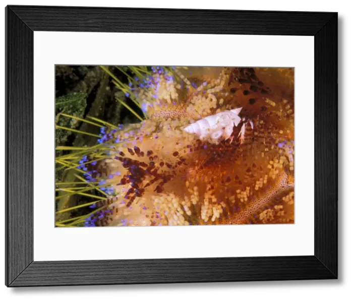Framed Print : DDE-90037305 Framed Print : DDE-90037305