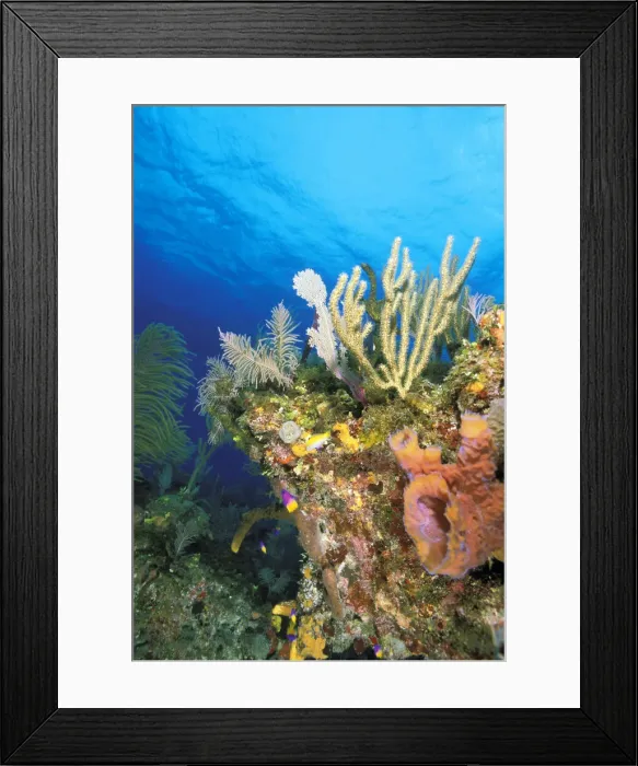 Framed Print : DDE-90037303 Framed Print : DDE-90037303