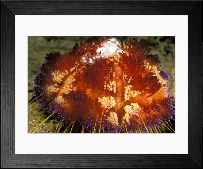 Framed Print : DDE-90037306 Framed Print : DDE-90037306