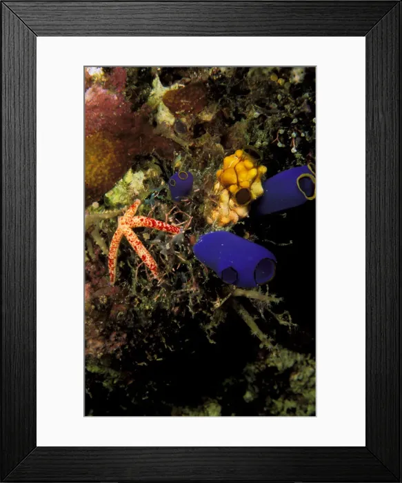 Framed Print : DDE-90037307 Framed Print : DDE-90037307