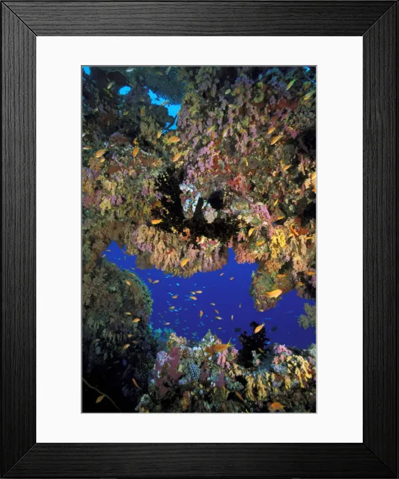 Framed Print : DDE-90037308 Framed Print : DDE-90037308